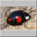 Harmonia axyridis - Asiatischer Marienkaefer 62.jpg